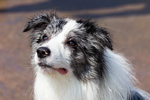 Gränsen collie bluemerle Stockbild