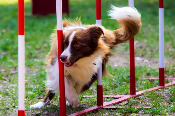 Kırmızı bir kenar kömür ocağı ile köpek çeviklik Stok Fotoğraf