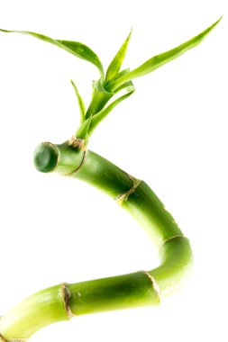 Bambu Şubesi
