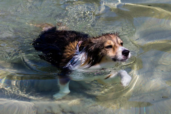 泳いでいる犬 — ストック写真