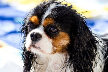 ıslak cavalier king purebreed