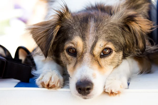 Mixbreed hond slaapt op een zomerdag — Stockfoto