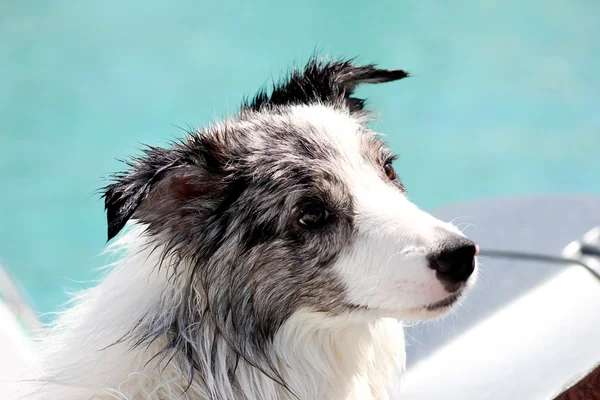 Border ποιμενικού σκύλου στην παραλία — Stock fotografie