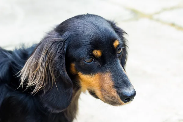 Carino Daschund — Foto Stock