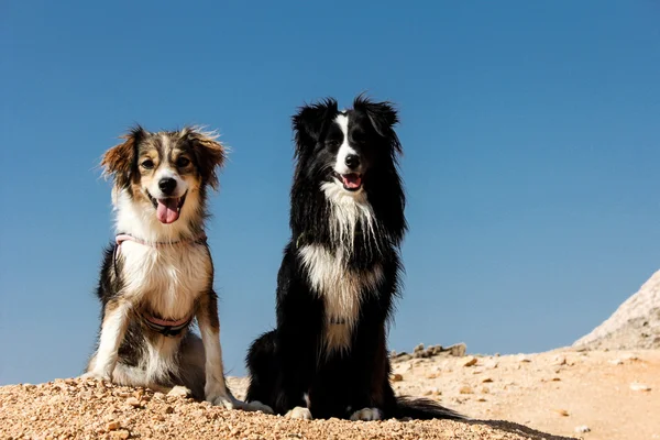 Dois cães sentados no topo da montanha — Fotografia de Stock