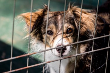 parmaklıklar arkasında köpek