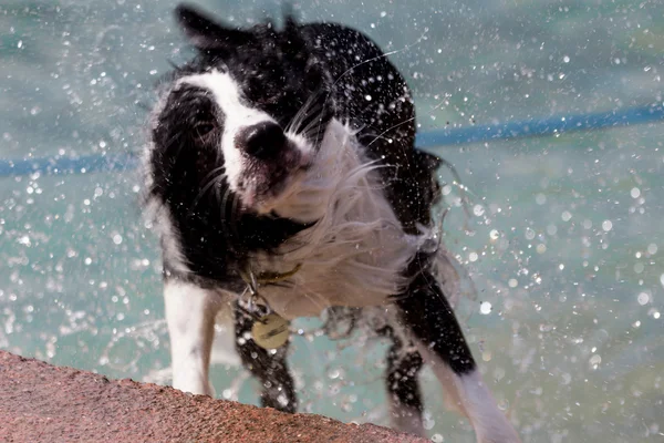 Cão agitado — Fotografia de Stock