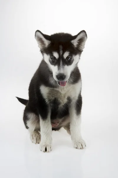 Siberian husky valp — Stockfoto