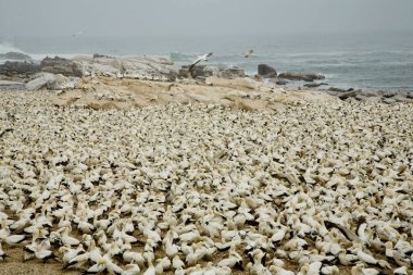 The Lambert's Bay Bird Island, West Coast of South Africa is home to a large colony of Cape Gannets. The Cape Gannet, Morus capensis, originally Sula capensis, is a large seabird of the gannet family, Sulidae.
