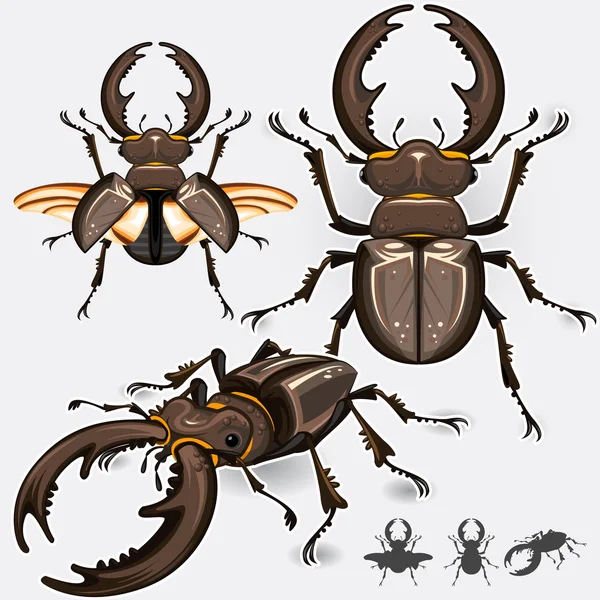 Stag Beetle Insect — Stock Vector