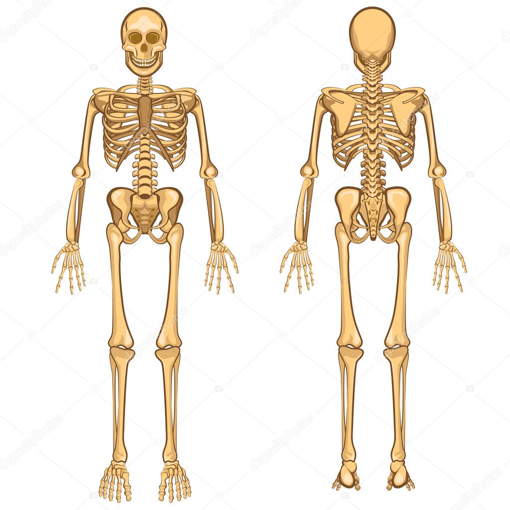 Human Skeleton Vector Illustration