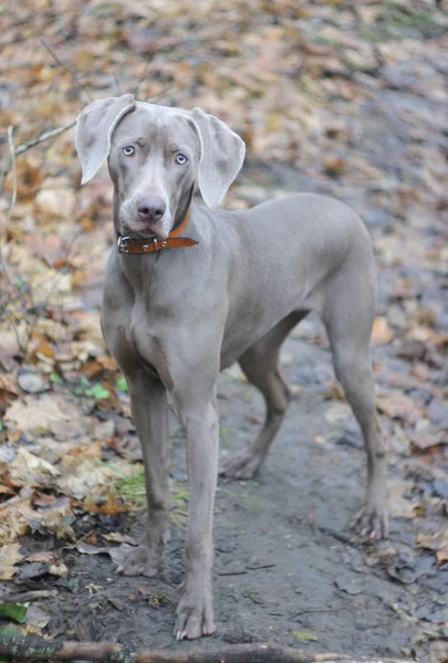 Young dog standing. — Stock Photo, Image