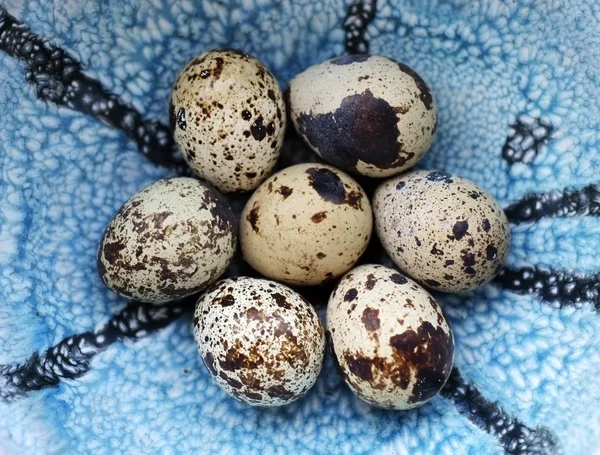Spotted Quail Eggs — Stock Photo, Image