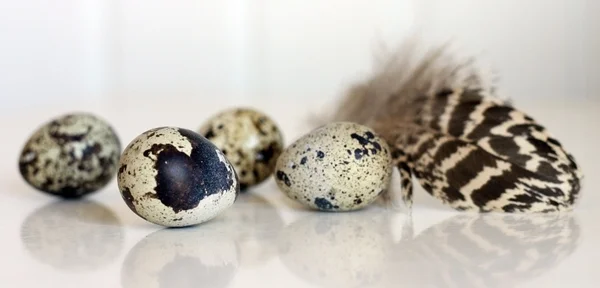 Spotted Eggs and Speckled Feather — Stock Photo, Image