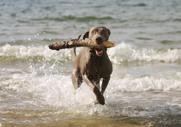 Σκύλος διασκεδάζοντας στο νερό — Φωτογραφία Αρχείου