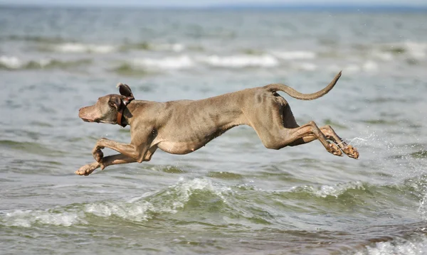 Σκύλος διασκεδάζοντας στο νερό — Φωτογραφία Αρχείου