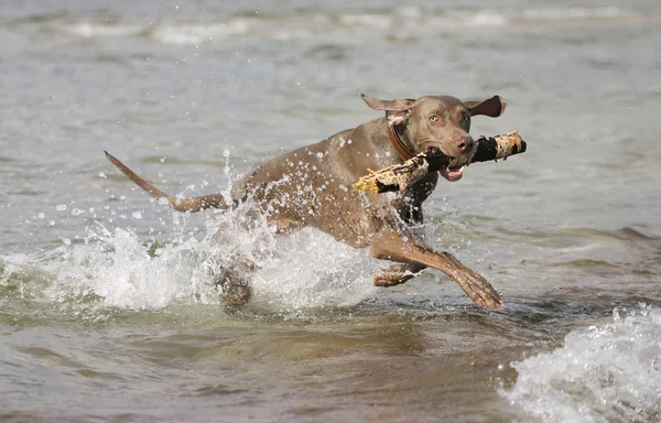 Chien s'amuser dans l'eau — Photo