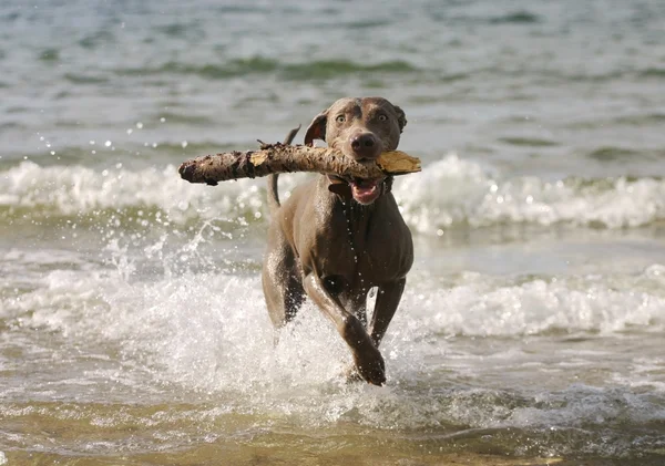 Perro divertirse en el agua Imagen de stock