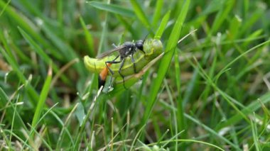 Kırmızı bantlı kum eşekarısı Ammophila Sabulosa avını taşıyor, felç olmuş tırtıl.