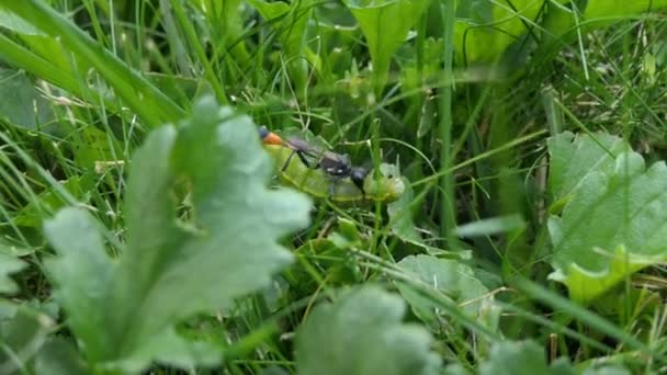 Den Röda Bandade Sandgetingen Ammophila Sabulosa Bär Sitt Byte Förlamade — Stockvideo