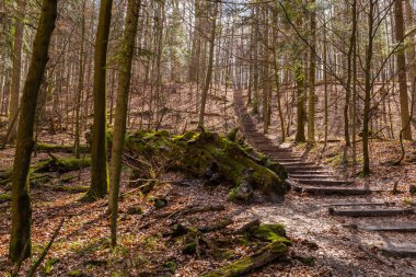 Polonya 'nın Roztochia bölgesindeki Zwierzyniec' teki Beech Mountain Reserve 'den geçen yol Polonya' nın Bukowa Gora bölgesinde..
