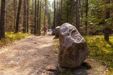 Polonya 'nın Roztochia bölgesindeki Zwierzyniec' teki Beech Mountain Reserve 'den geçen yol Polonya' nın Bukowa Gora bölgesinde..