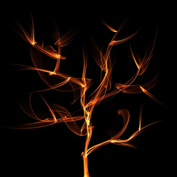 Дерево полум'я — стокове фото