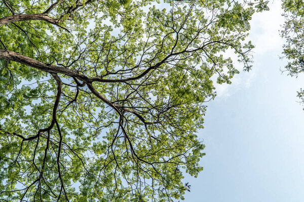 Under the big tree and with branch magnify