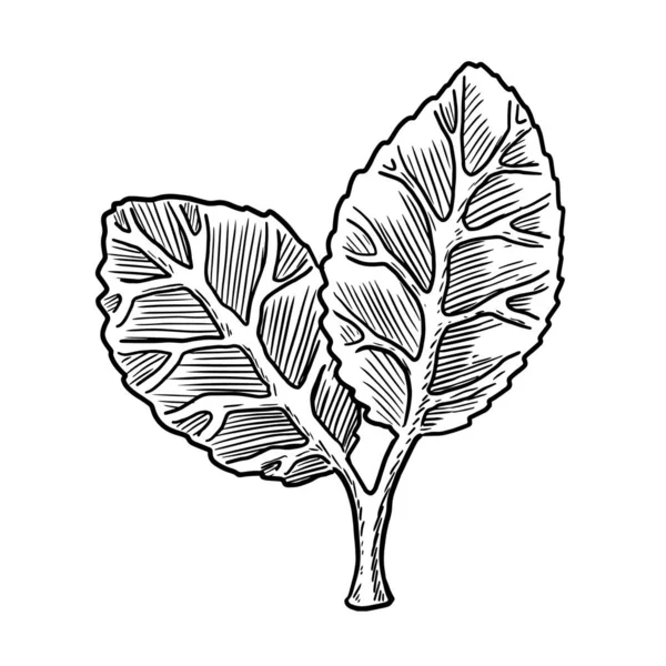 Leaves Hand Drawn Vector Illustration Isolated White Background — Stock vektor