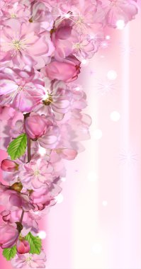 Japon kiraz çiçeği