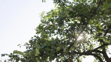 Ormanda muhteşem bir gün doğumu. Işınlar ağaçların dallarından geçer. Soyut arka plan yaz konsepti. Güneş ağaçların arasından geçiyor. Seyahat Tatili Doğa Konsepti
