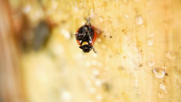 Coccinelle. Crowling 