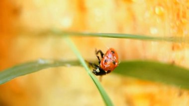 Ladybirds niteliğine
