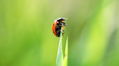 güneş ışığı altında iki ladybirds