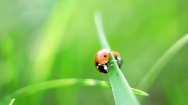 Ladybirds niteliğine