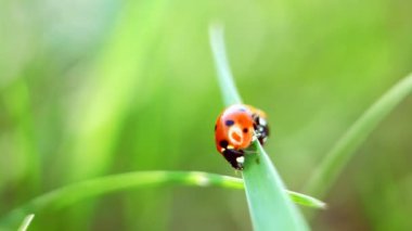 Ladybirds çimenlerin üzerinde. yakın çekim