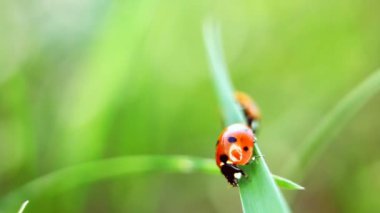 iki ladybirds