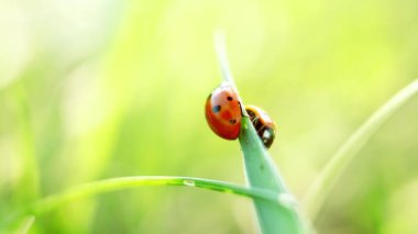 iki ladybirds çimenlerin üzerinde. yakın çekim
