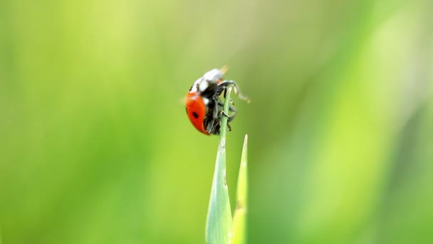Deux coccinelles sur l'herbe. Gros plan 