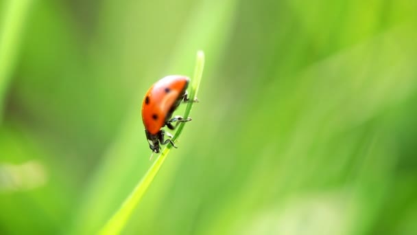 Ladybird — Stock video