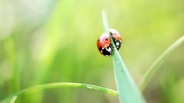 Insekter på gräs bakgrund. nyckelpigor — Stockvideo