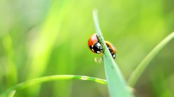 Ladybirds — Stock Video