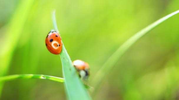 Ladybug — Stock Video