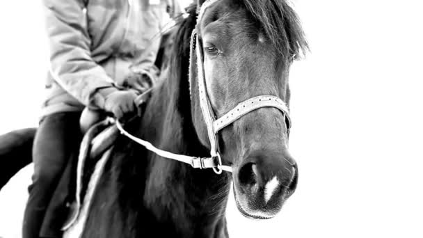 Respiración de caballo negro en invierno — Vídeos de Stock