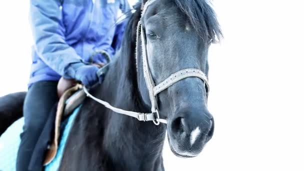 Respiración de caballo negro en invierno — Vídeo de stock