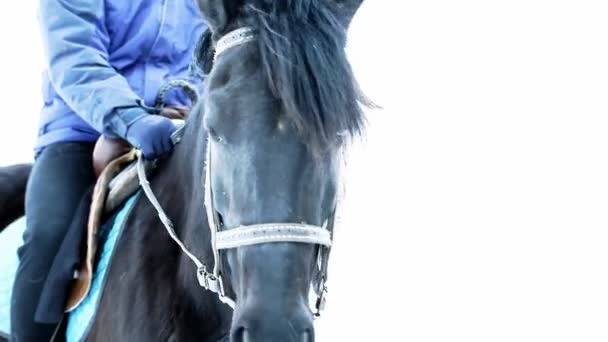 Respiração de cavalo preto no inverno — Vídeo de Stock