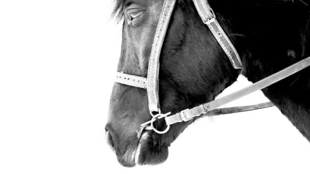 Oddychanie z czarnego konia zimą — Wideo stockowe