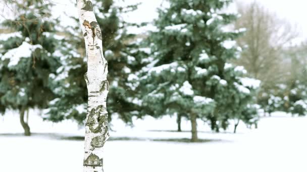 Bosque de invierno — Vídeos de Stock