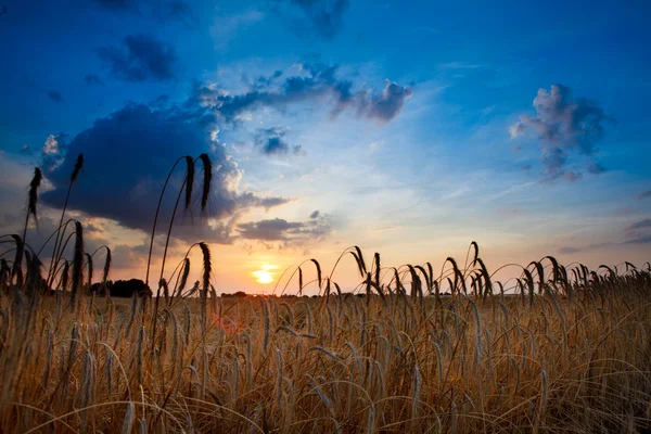 Campos de milho — Fotografia de Stock