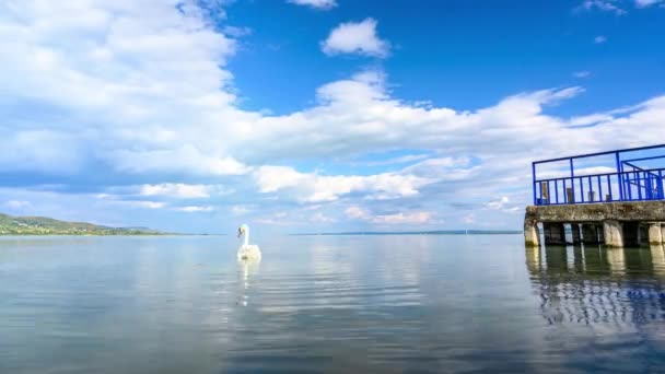 Time-lapse uitzicht op het Balatonmeer en de zwanen en eenden zwemmen op een bewolkte zonnige dag. — Stockvideo